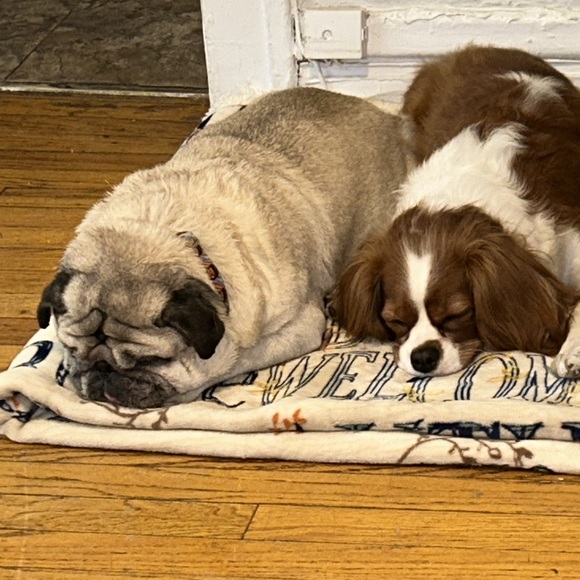 Meet your Posher, Pnina - Picture 3 of 4